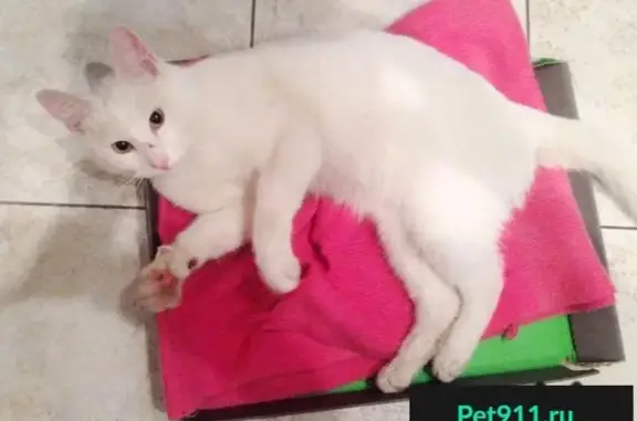 Найден белоснежный котик на Новочеремушкинской, дом 23, к 4