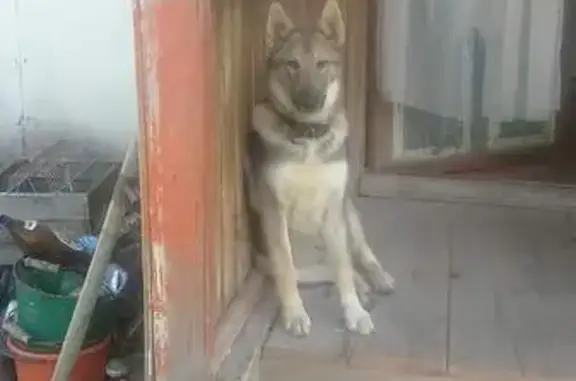 Собаки потеряшки, Тарасовский, фото: Потеряшка собака в Тарасовском районе Ростовской области