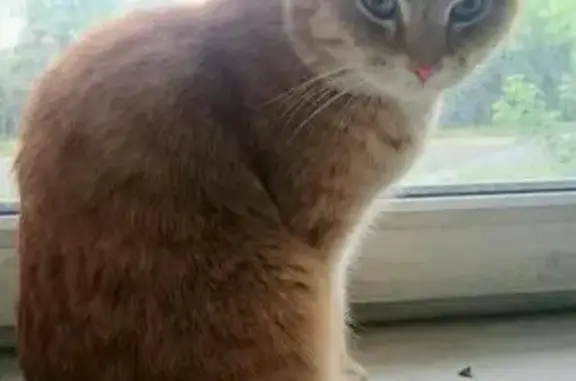 Найден рыжий кот в Железнодорожном районе