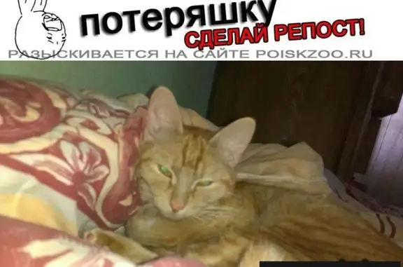Пропала домашняя кошка на ул. Герцена-Дзержинского, Томск