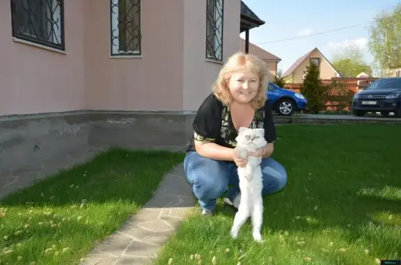 Пропала кошка в Константиново, Московская область (266)