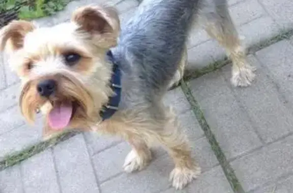Найдена собака у метро Пл. Ильича без ошейника