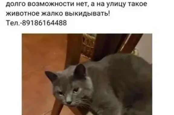 Найден котик на ул. Невской, Сочи, Завокзальный район
