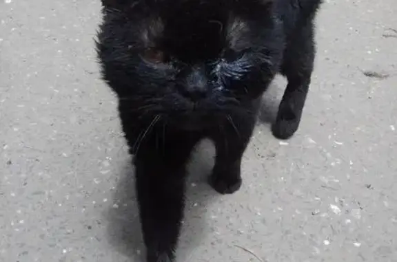 Найден британский кот на Бабаевского, нужен куратор или владелец