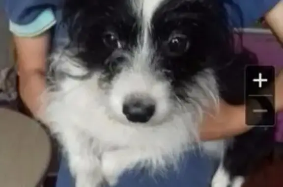 Собака найдена на улице Тимошенкова