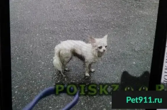 Собака найдена у озера Травинское в Пушкино