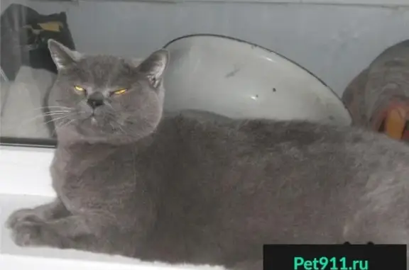Найден кот на Гидрострое в Краснодаре
