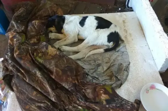 Собака-русская пегая гончая с повреждениями в Тульской области