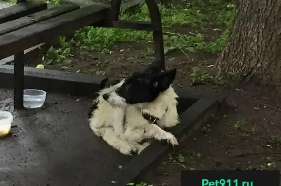 Найден щенок во дворе м. Сокол, Ленинградский проспект