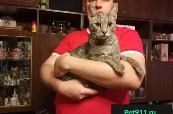 Найден молодой котик на ул. 43 Армии, Подольск