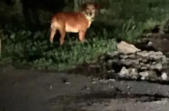 Найдена собака с двумя ошейниками в Краснодаре