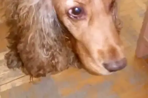 Собака найдена на Велижанском тракте в Тюмени.