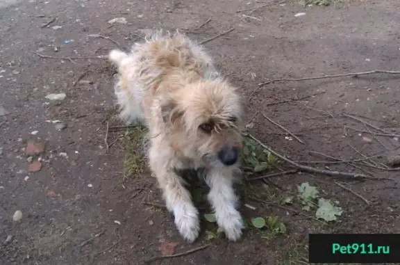 Найдена ласковая собака в Московской области