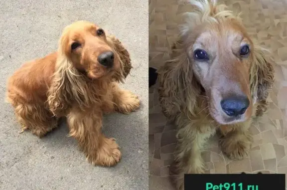 Пропала собака в Ленинском районе, вознаграждение за находку.