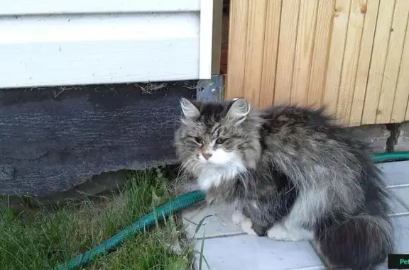 Найдена кошка с ошейником в Богданово, Псковская область