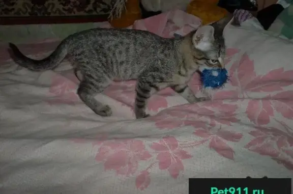 Пропала кошка в Кировском районе, ул. Восточная-Шевченко-Шарташская
