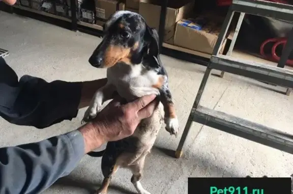 Найдена собака, Марыйский велаят, фото: Найдена трехцветная такса в Уч-Аржи