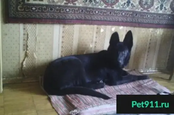 Пропала черная собака в Конаково, Московская область