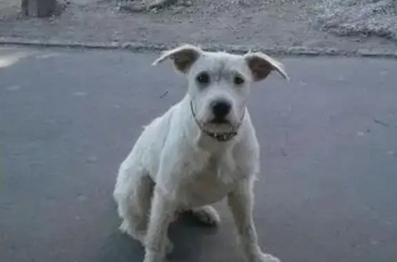 Собака на остановке Киевская, Симферополь