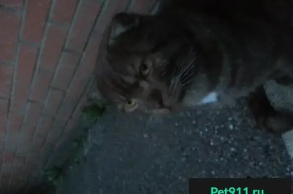 Найдена кошка на улице Королева 2 в Уфе