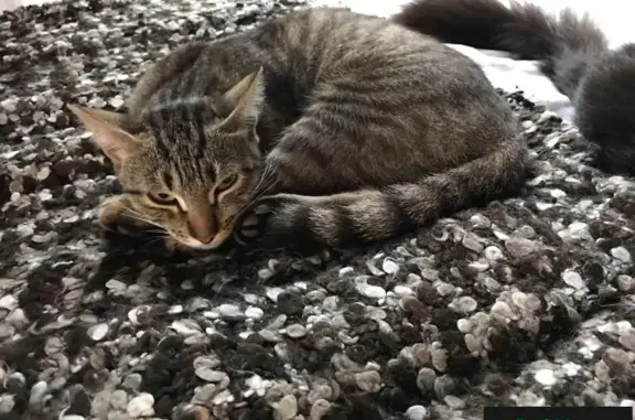 Найдена кошка в Владычино, Солнечногорский район