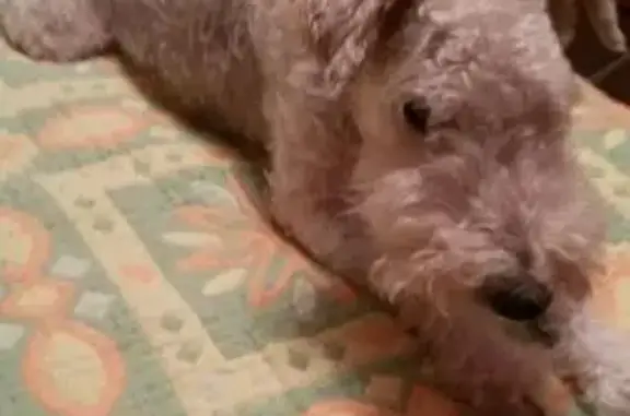 Пропала собака в Сочи, фокстерьер миниатюрная, старенькая и глухая