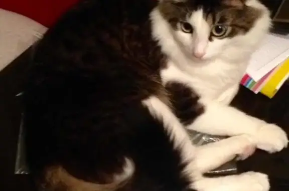 Кошки потеряшки, СНТ Ремонтник, фото: Потеряшка кошка в СНТ Ремонтник, г. Конаково