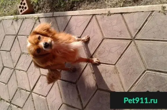 Найдена рыжая собака на Российской улице