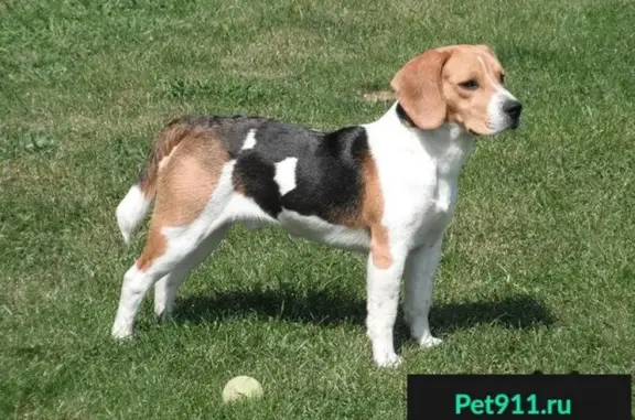 Найдена собака в Невинномысске, охотничьей породы, бело-коричневого цвета.