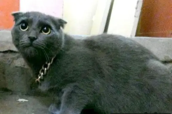 Потерян кот дымчатого цвета в Астрахани