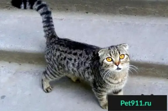 Потеряшка кошка на ул. Красноармейской, Астрахань