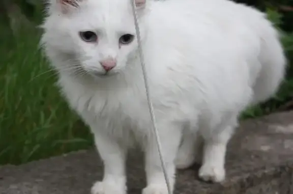Найдена турецкая ангора кошка в Новороссийске