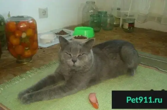 Пропала кошка в Павловском Посаде, признаки: лиловый ошейник, полосатый хвост, шрам на левой брови.