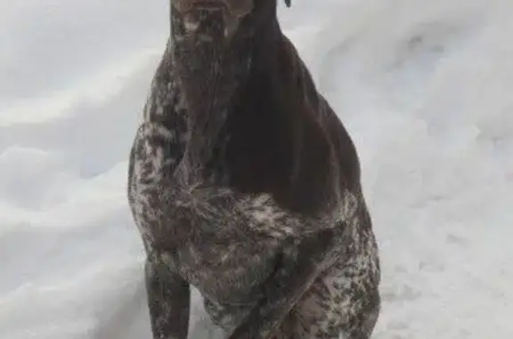 Пропала собака породы курцхаар с дачного участка в Наро-Фоминском районе, МО