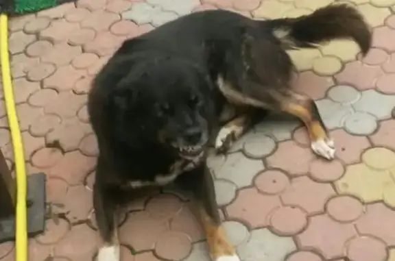 Пропала собака в СНТ Эра, Мытищинский район.