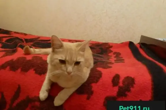 Найден кот в Казани, ищем хозяина или новый дом