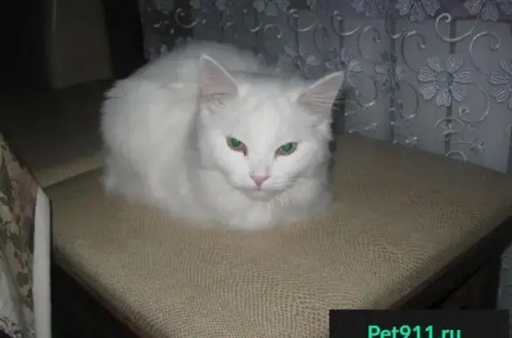 Пропал белый котик в Советском районе, Брянск