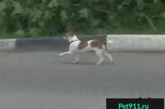 Найдена собака на пересечении ул. Октябрьская и Офицерская в Чехове