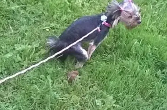 Найдена собака в Битцевском лесу, ищем хозяев йоркширского терьера.