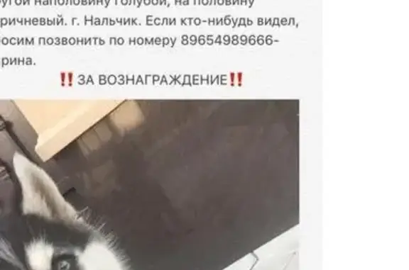 Пропала собака в районе Дея Россия, Нальчик
