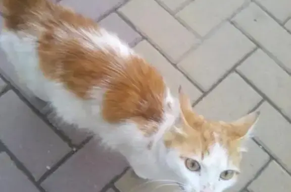 Найдена кошка в зелёном ошейнике в Таганроге