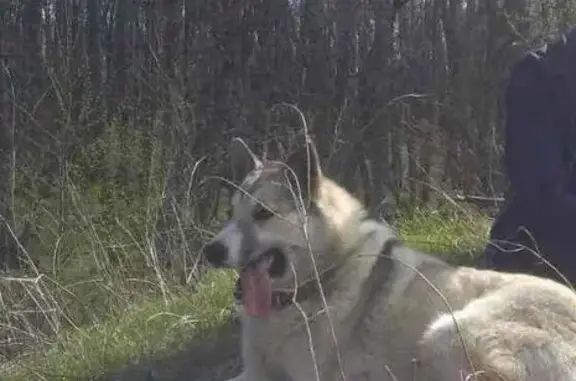 Пропала собака в Вязовке, Татищевского района