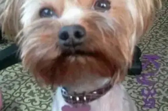 Пропала собака в Западном Бирюлёво, ищем Йоркширского терьера-мальчика.