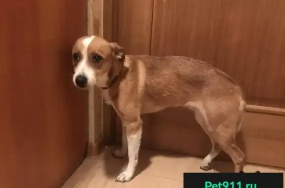 Найдена собака в Новогиреево с поврежденной лапой