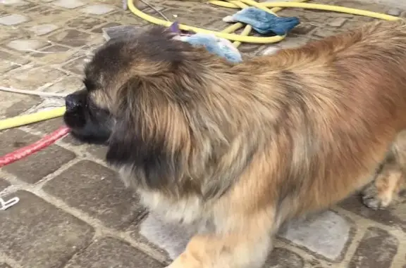 Найдена пекинеская собака в Ейске