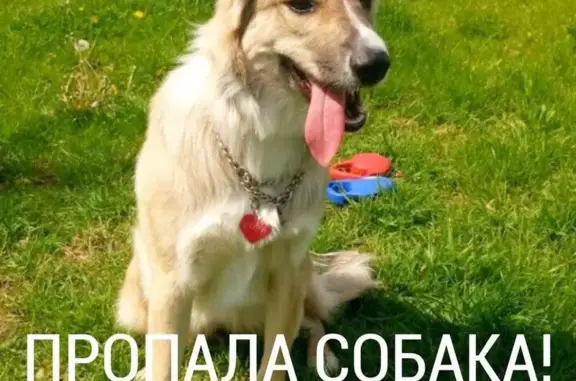 Пропала собака в М.о., Ленинский район, нужна помощь!