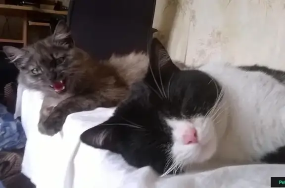 Кошки потеряшки, городской округ Ликино-Дулёво, фото: Потеряшка кот Кузя в Орехово-Зуевском районе, вознаграждение 10 тыс. рублей