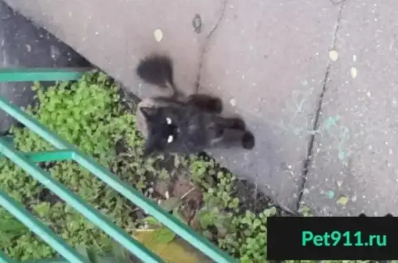 Найдена кошка в подвале на Чертановской, 49к2