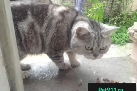 Найдена серая мраморная кошка в Кутаиси