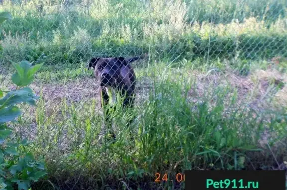 Найден породистый кобель с порванной шеей в деревне Казеево, Измалковский район, Липецкая область.